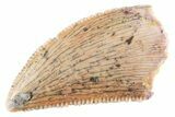 Serrated Raptor Tooth - Real Dinosaur Tooth #364811-1